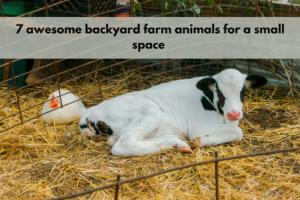 backyard farm animals