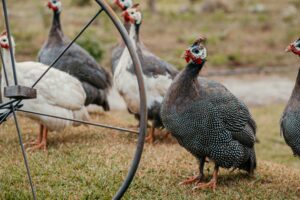 guinea fowl