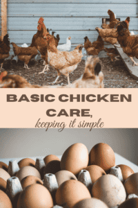 basic chicken care keeping it simple  