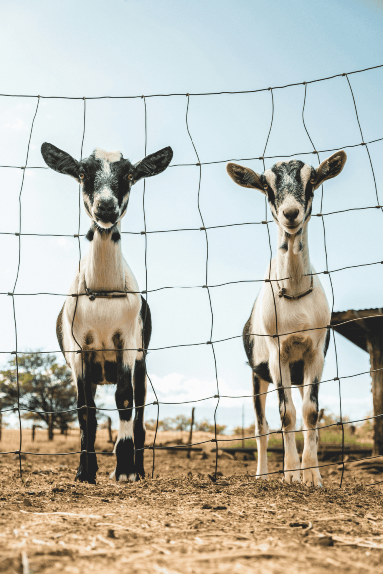 Everything you need to know about owning goats