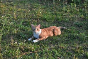 barn cats