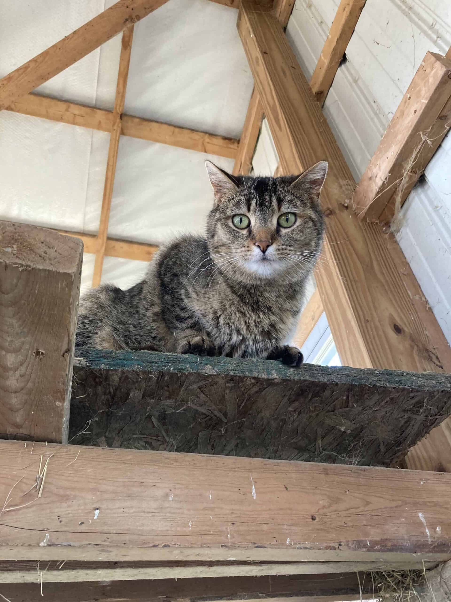 barn cats