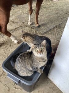 barn cats