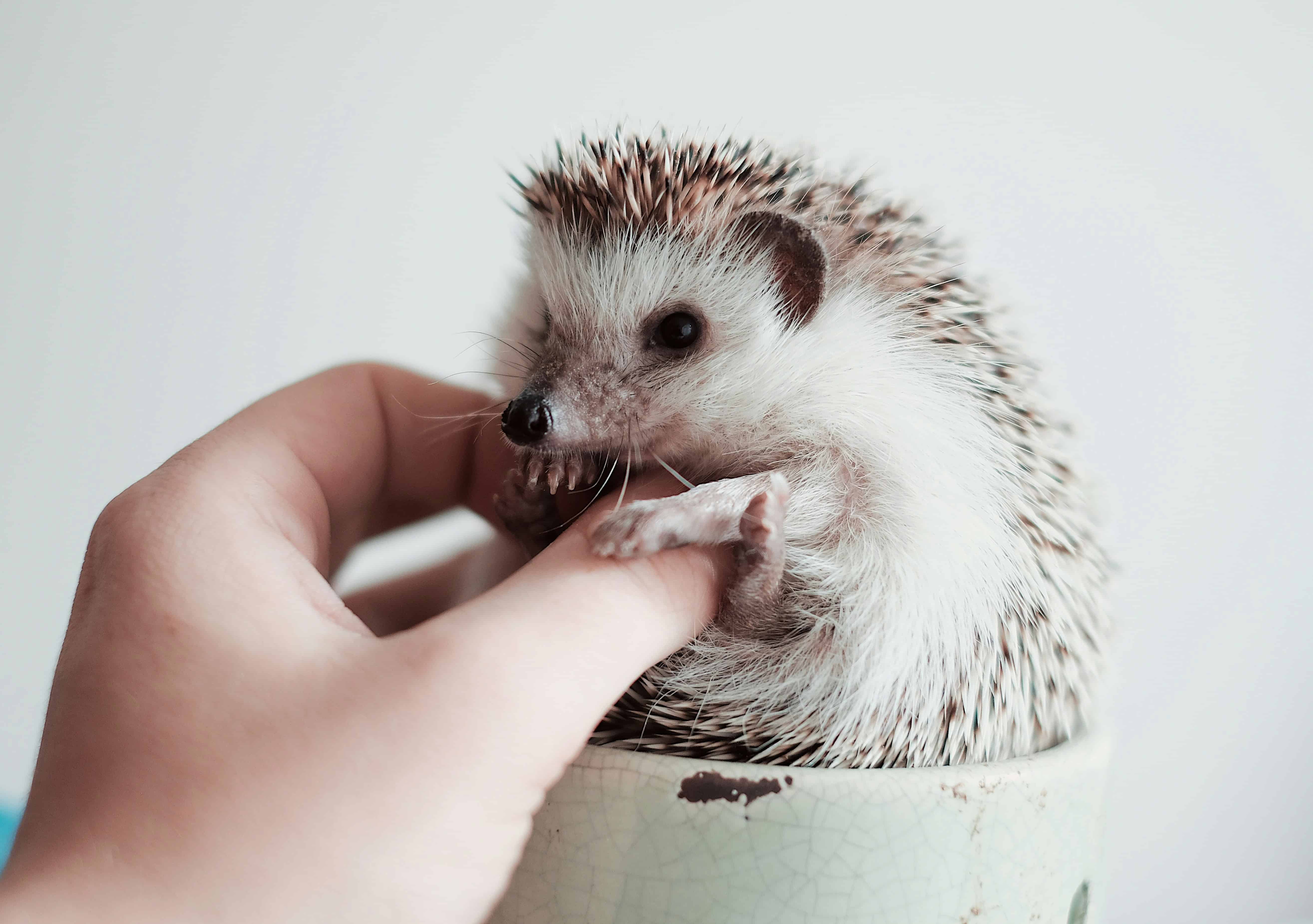 hedgehog