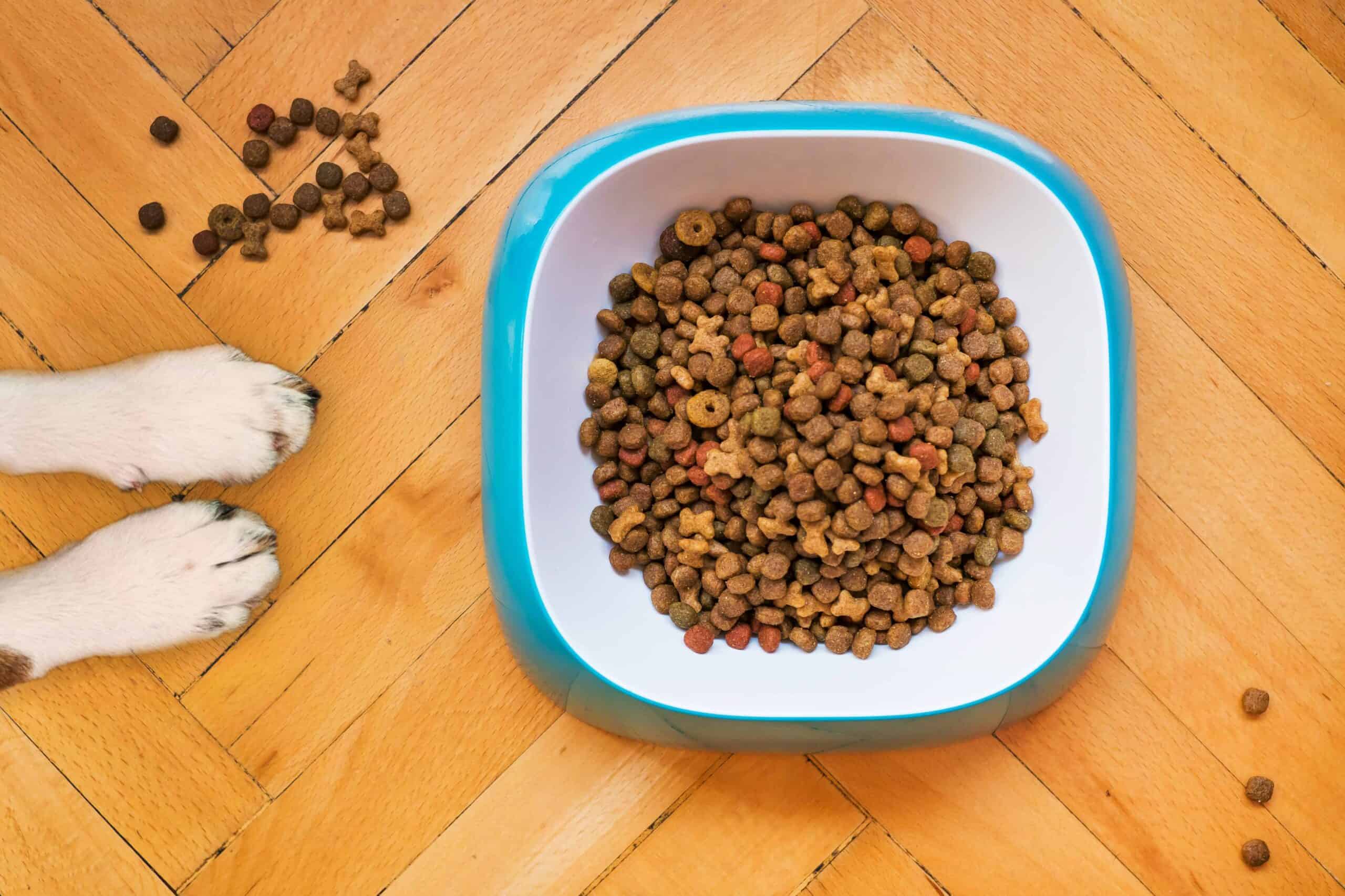 Is a Raw Dog Food Diet Best for Your Dog?