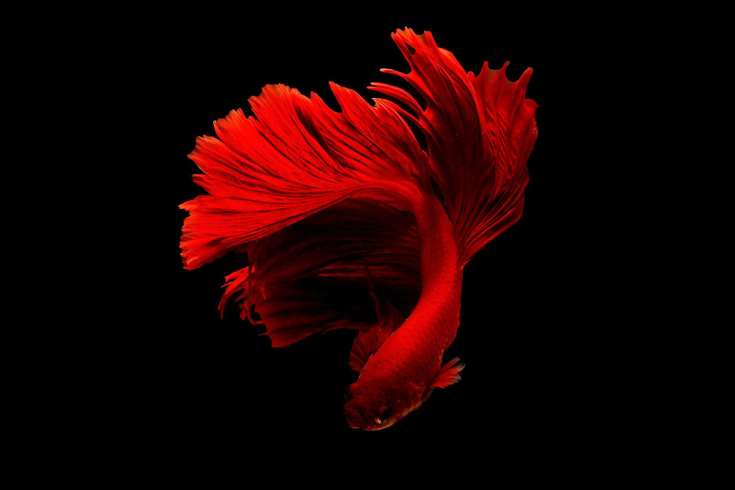 Betta Fish Care: Everything You Need to Know to Raise a Happy, Healthy Betta